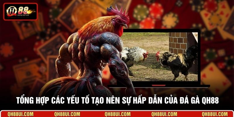 Tổng hợp các yếu tố tạo nên sự hấp dẫn của đá gà QH88